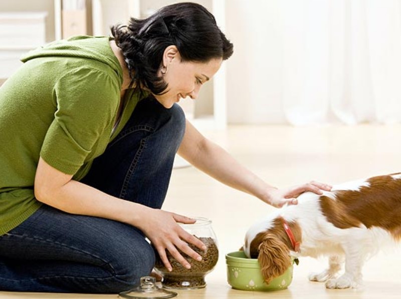 Primerno hranjenje psa je zahtevnejše pri mladičku